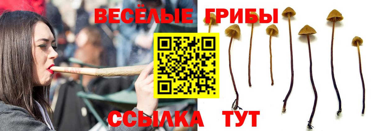 Галлюциногенные грибы Psilocybe Вятские Поляны